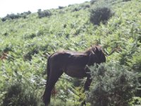 Un pottok en liberté photographié au cours de l'ascension